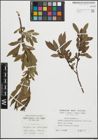 Foto von Salix pentandra L.